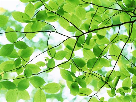 Bark of a tree pleasant green leaves Free PPT Backgrounds for your ...