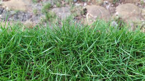 Zoysia Grass Plugs Home Garden Supply Tampa's Landscape, 50% OFF