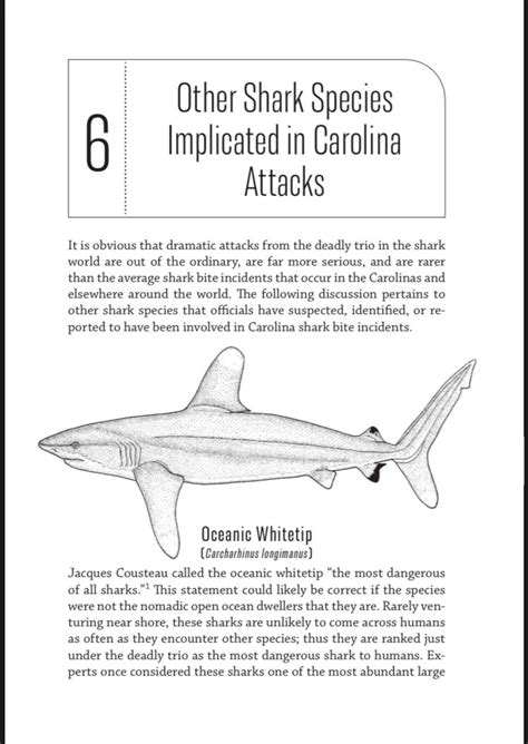 NEW BOOK: SHARKS IN THE SHALLOWS — The Daily Jaws