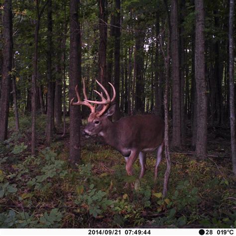 Using Trail Cameras to Locate a Buck's Core Area