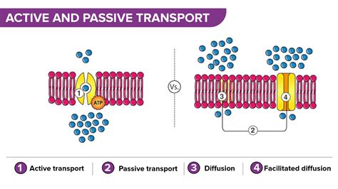 Why do molecules need a carrier protein?