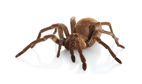 Fangs Goliath Birdeater Biggest Spider In The World - bmp-cyber