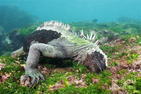 Marine Iguana Feeding At Sea Photograph by Reinhard Dirscherl/science ...