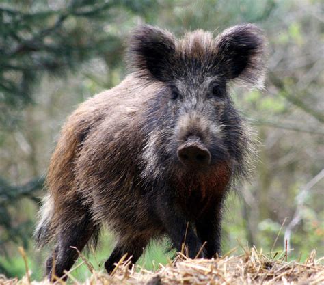 How Can Texas Solve Its Wild Hog Problem? | HPPR