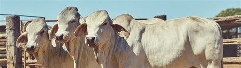 Brahman Cattle Australia : Australian Brahman Cattle Breeders Samari ...