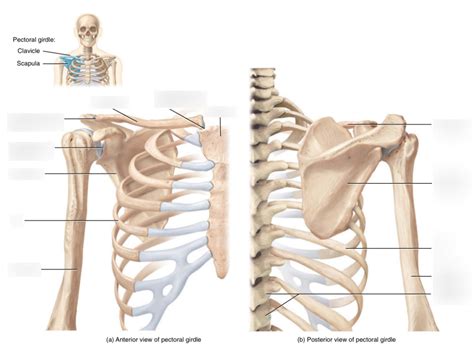 Pectoral Girdle Anterior View Diagram Quizlet | The Best Porn Website