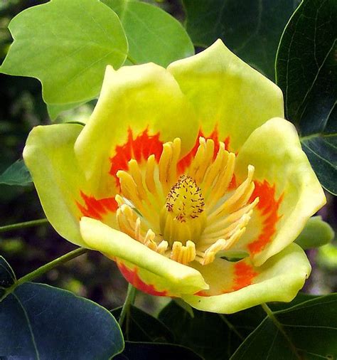 Magnoliaceae: Liriodendron tulipifera - Yellow Poplar, Tuliptree flower ...