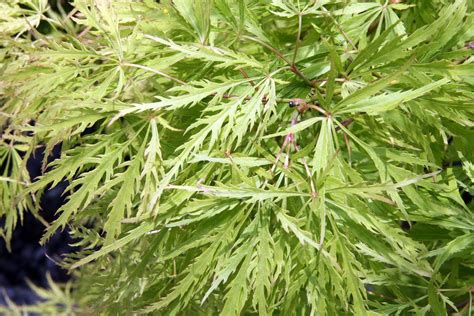 Acer palmatum var. dissectum (Japanese Laceleaf Maple, Laceleaf ...