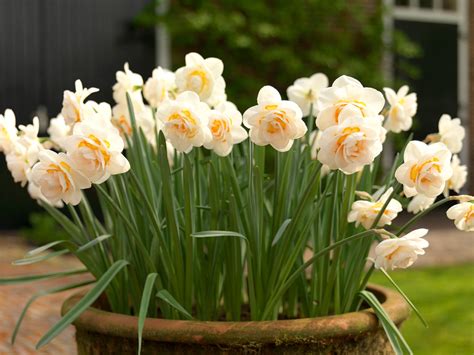 How to Grow Daffodils in Pots or Containers? | DutchGrown™