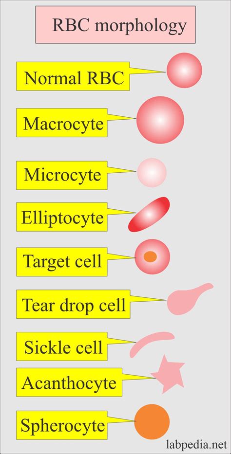 Normal Red Blood Cells