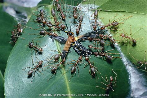 Weaver Ant stock photo - Minden Pictures