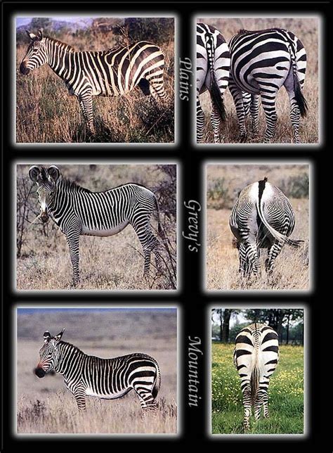 Three Zebra species, showing differences - from Phoenix Rising Jungle ...