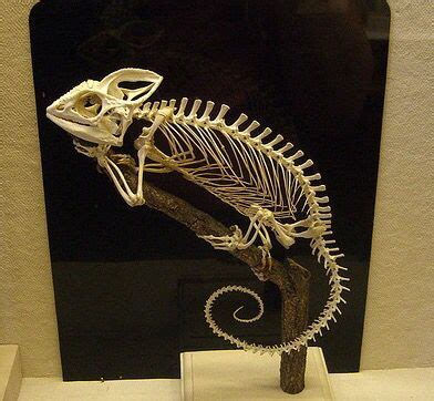 Chameleon skeleton | Animal skeletons, Animal bones, Colorful lizards