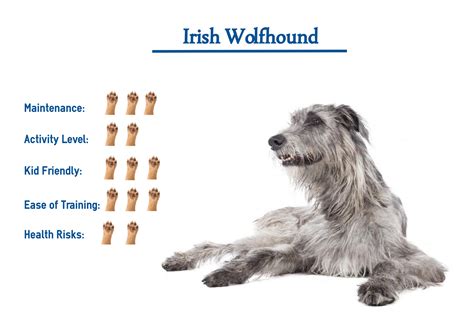 Is The Irish Wolfhound The Tallest Breed Of Dog