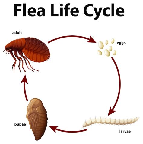 Free Vector | Diagram showing life cycle of flea