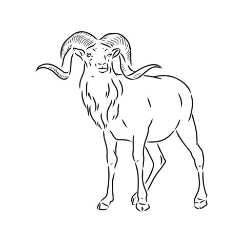 Premium Vector | Large goat horns screwed shape from back, sketch ...