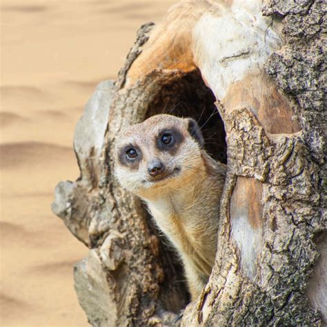 Meerkat Manor - Wicksteed Park