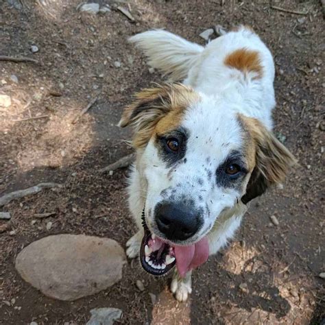 Great Pyrenees Australian Shepherd Mix: Care & Training Tips