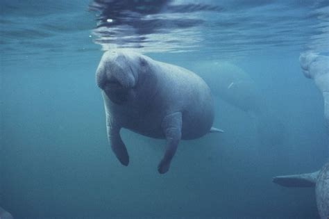 Manatees Move Toward Restored Endangered Species Safeguards - Center ...