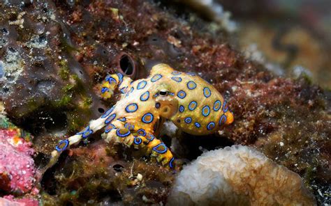 Blue Ring Octopus | Venomous animals, Lovely creatures, Sea creatures