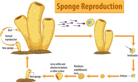 Diagram showing sponge reproduction 7699638 Vector Art at Vecteezy