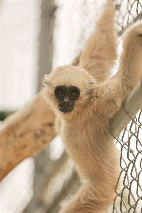 Singing with Gibbons at the Gibbon Conservation Center