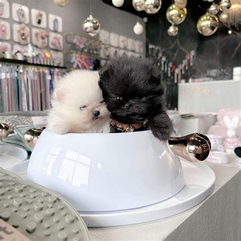 Welcome - Jekins Teacup Pomeranian Puppies