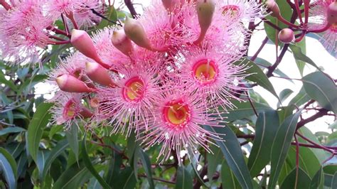 Corymbia Summer Beauty - Pink Gum Tree HD 03 | Summer beauty, Tree, Flowers