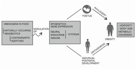 Biomolecules | Free Full-Text | Obesogens in Foods