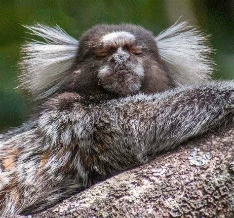 Marmoset | Description, Habitat, & Facts | Britannica