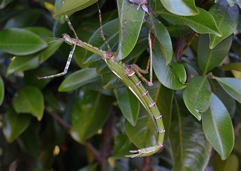 HD wallpaper: phasmatodea, stick insect, animals, bugs, legs ...