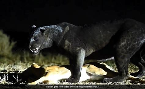 Black Panther Animal Hunting