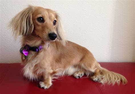 Beau, longhaired shaded cream miniature dachshund | Miniature ...