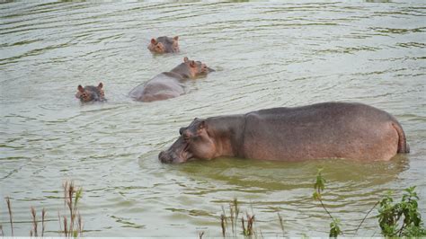 In Colombia, Escobar’s hippos spawn another problem: Wildlife trafficking