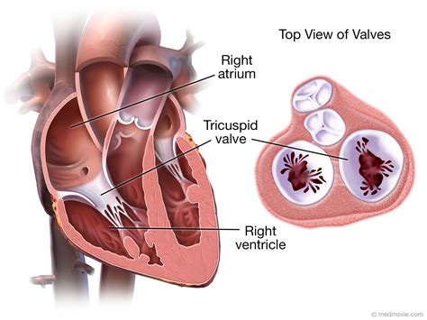 Tricuspid Valve – Medmovie.com