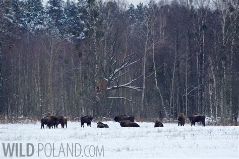 Winter Białowieża Forest & Biebrza Marshes, Jan 2014 - Wild Poland