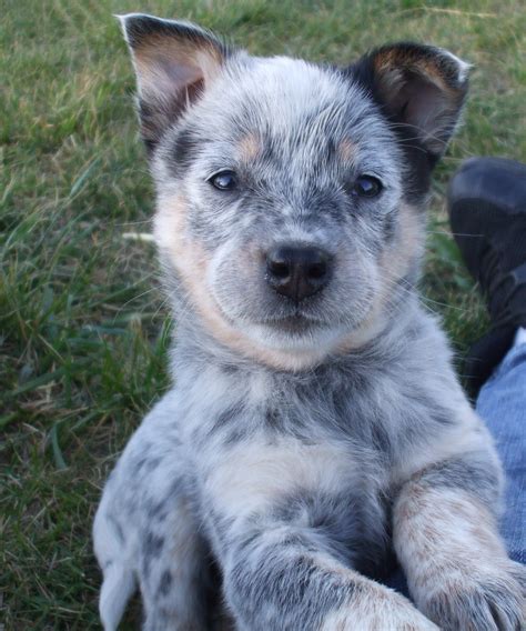 Blue heeler puppy from Cattle Dogs Rule! the best puppies :) | Blue ...