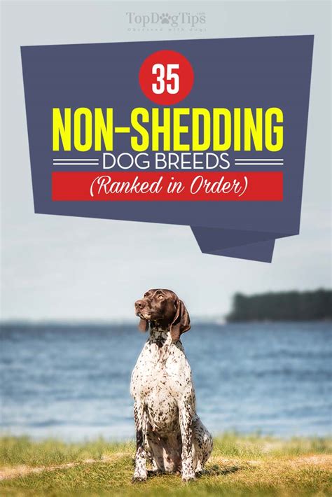 35 Non Shedding Dog Breeds (Dogs That Don't Shed RANKED)