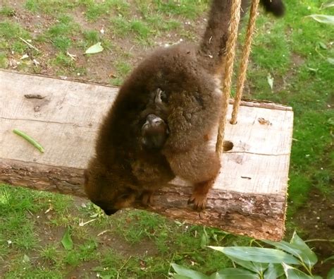 red bellied lemur mom with a baby clinging on | ~~ Woburn Sa… | Flickr