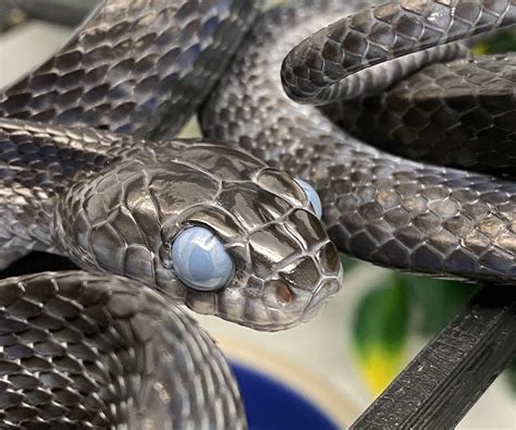 Snakes eyes before shedding : r/BeAmazed