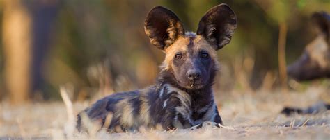 What Can We Do To Help African Wild Dogs