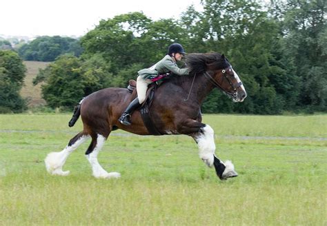 Galloping Shire | Horse breeds, Horses, Pretty horses