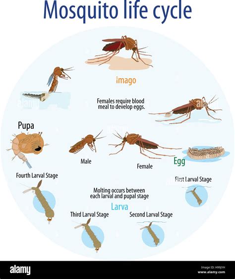 Dengue Mosquito Life Cycle