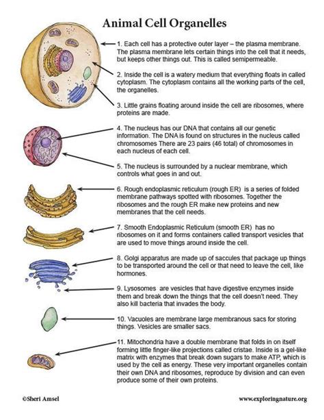 Cell Organelles | Animal cell organelles, Animal cells worksheet, Cell ...