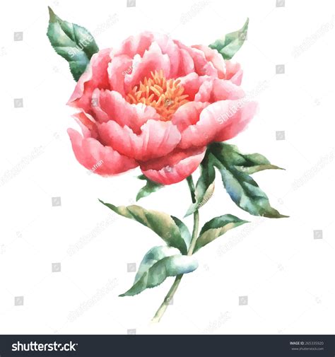 Peony Flower Watercolor Painting Stock Vector (Royalty Free) 265335920 ...