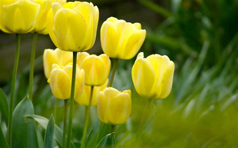 Fondos de pantalla : Flores, césped, Tulipanes, verde, amarillo, flor ...