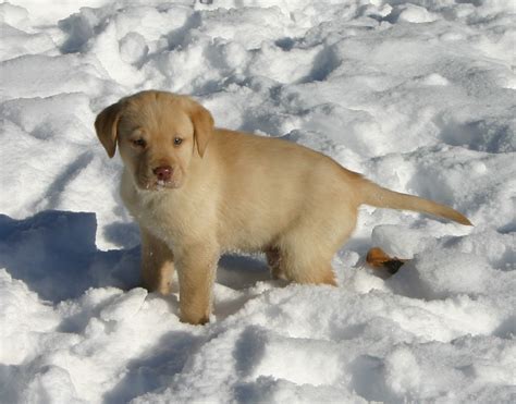 Cute Puppies Playing In Snow - Pictures Of Animals 2016