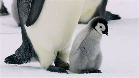 Penguins: Meet the Family | Emperor Penguin Chick's First Solo Venture ...