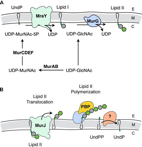 Peptidoglycan Biosynthesis