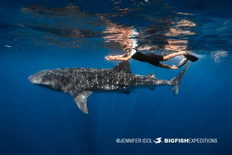 Whale Shark Snorkeling Expedition 2022 | Big Fish Expeditions